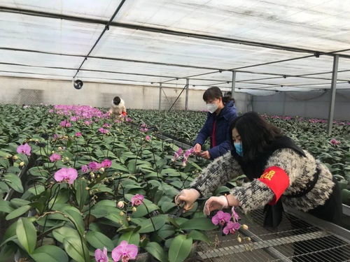 伸援手 獻(xiàn)愛心 西青區(qū)王蘭莊村婦聯(lián)線上助力西青夢(mèng)森蘭花卉種植基地認(rèn)購(gòu)公益活動(dòng)