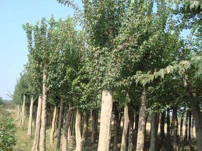 大量供應 烏桕樹 落葉喬木土壤的適應性較強工程綠化苗木批發