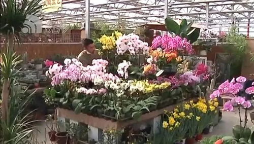 春節(jié)買花已成大連人習(xí)慣 年宵花哪種賣得火