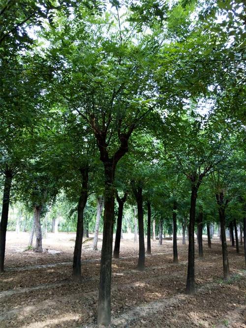 國(guó)槐報(bào)價(jià)|泰安瀅涵苗木|沈陽國(guó)槐_國(guó)槐報(bào)價(jià)移動(dòng)版