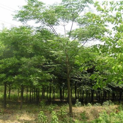 供應【苗圃直銷】楓楊 楓楊價格 批發各種花卉苗木喬木灌木草坪草種