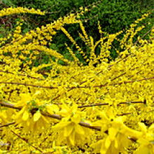 絳縣古絳鎮(zhèn)友梅苗木經銷部 供應產品