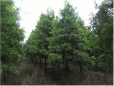 產品展示 南縣鴻亨苗木種植專業(yè)合作社