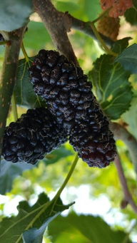 產品,中農在線,最具發(fā)展?jié)摿Φ闹袊r資網絡交易平臺 臨朐縣春成苗木公司