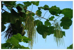 楸樹苗價格 旺林苗木 苗木種植要注意什么