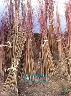 沭陽縣錦源園林綠化苗木場