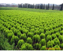 苗木綠化苗木產(chǎn)品庫(kù)