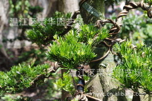 大量供應(yīng)產(chǎn)地直銷綠化苗木一級優(yōu)質(zhì)精品樁頭指導(dǎo)價 大量供應(yīng)產(chǎn)地直銷綠化苗木一級優(yōu)質(zhì)精品樁頭廠商 大量供應(yīng)產(chǎn)地直銷綠化苗木一級優(yōu)質(zhì)精品樁頭廠商 圖 盡在農(nóng)苗網(wǎng)