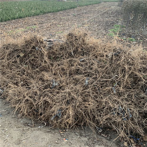 【批發(fā)矮化柱狀蘋果苗、批發(fā)矮化柱狀蘋果苗基地】- 