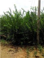 泰安劃算的榆葉梅供應(yīng):臨沂榆葉梅-山東科大苗木基地提供泰安劃算的榆葉梅供應(yīng):臨沂榆葉梅的相關(guān)介紹、產(chǎn)品、服務(wù)、圖片、價格山東3公分銀杏苗基地促銷裝歡迎咨詢136【4538】6501、百日紅、櫻花、白皮松、紅楓、法桐、