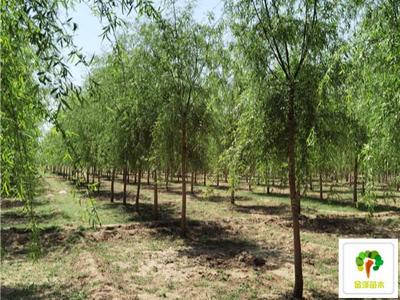 2公分柳樹價格3公分柳樹價格4公分柳樹價格_苗木產(chǎn)品圖片