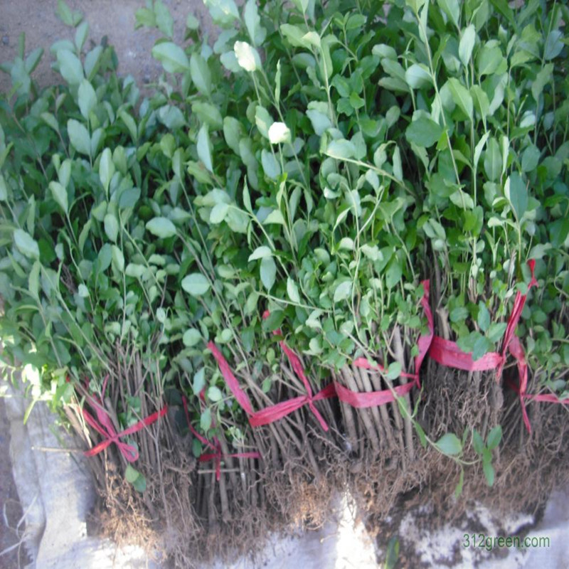 一年生小葉女貞苗50厘米高軒軒苗木場(chǎng)2015年秋季銷(xiāo)售圖片|一年生小葉女貞苗50厘米高軒軒苗木場(chǎng)2015年秋季銷(xiāo)售產(chǎn)品圖片由軒軒苗木場(chǎng)公司生產(chǎn)提供-