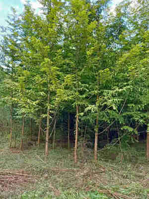 利川市順通苗木種植專(zhuān)業(yè)合作社