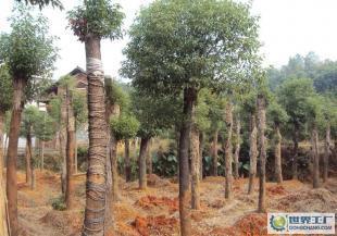 行道綠化苗木 10-12公分米徑切桿移植香樟_農(nóng)副產(chǎn)品_世界工廠網(wǎng)中國(guó)產(chǎn)品信息庫(kù)