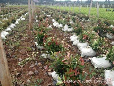 【紅葉石楠工程采購園林采購苗木采購園林廠家直銷】杭州蕭山新街恒露樹木經(jīng)營部 - 產(chǎn)品庫