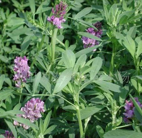 牧草種子普那菊苣、蘇丹草、苦買菜、毛苕子、(圖)