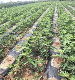 早酥紅梨樹苗矮化嫁接優(yōu)點 新聞