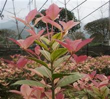 【南京新產品五彩桂花苗、鴻林苗木(圖)、五彩桂花圖片】價格,廠家,圖片,工程承包,常州鴻林苗木專業合作社chun銷售部-中國行業信息網