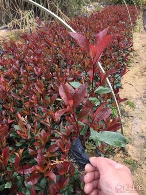 【綠化灌木紅葉石楠袋苗銷售、質優價廉】綠化苗木,價格,廠家,供應商,花木,龍海市東泗興輝園藝場 - 產品庫
