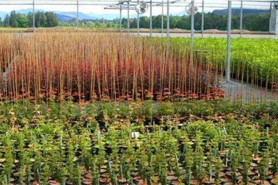 苗木種植誤區(qū),很多人都做過(guò),一定要避免!