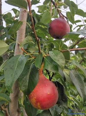 【梨苗爬秧咋管口碑廠家黃金梨苗大型基地】泰安高新區(qū)旺運(yùn)苗木中心 - 產(chǎn)品庫