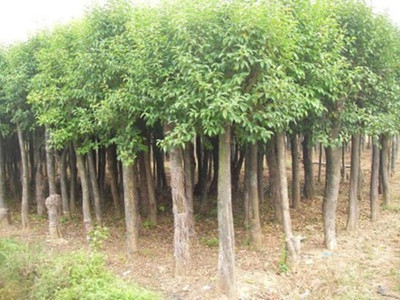 大葉女真價格價格_規(guī)格齊全的大葉女貞苗木批發(fā)直銷 農(nóng)戶價格_湖南長沙市大葉女真.