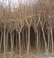 【綠化苗木】 找供應 中國農產品交易網 中國114農業網 中國農業B2B