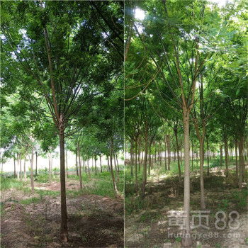 【綠化苗木國槐10公分國槐國槐報價原生冠】-