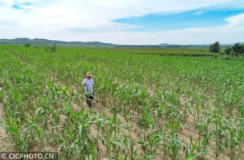 看圖 內蒙古巴林左旗 小笤帚 掃 出大市場