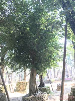 【小葉榕苗木直轄、品質保證、最新報價】綠化苗木,價格,廠家,供應商,花木,龍海市東泗興輝園藝場 - 產品庫