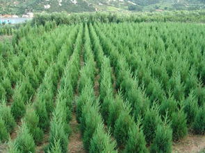 售小葉黃楊球價(jià)格.江蘇小葉黃楊球苗木批售信息.黃楊銷(xiāo)價(jià)格及規(guī)格型號(hào)