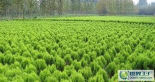 苗木-花木、柏球、花柏球、蜀檜球、大葉黃楊_農(nóng)副產(chǎn)品_世界工廠(chǎng)網(wǎng)中國(guó)產(chǎn)品信息庫(kù)