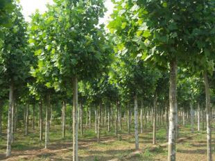 米徑6-15公分法桐苗木河南洛陽(yáng)批發(fā)價(jià)格 _農(nóng)副產(chǎn)品_世界工廠(chǎng)網(wǎng)