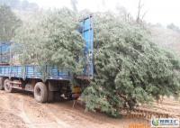 出售占地白皮松等&middot;&middot;&middot;&middot;&middot;&m[供應(yīng)]_綠化苗木_世界工廠(chǎng)網(wǎng)中國(guó)產(chǎn)品信息庫(kù)