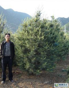 白皮松苗木價(jià)格_白皮松苗木廠(chǎng)家_世界工廠(chǎng)網(wǎng)產(chǎn)品信息庫(kù)