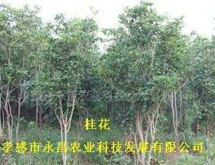 供應(yīng)孝感市永昌農(nóng)業(yè)科技發(fā)展批發(fā)綠化苗木桂花_農(nóng)副產(chǎn)品_世界工廠(chǎng)網(wǎng)中國(guó)產(chǎn)品信息庫(kù)