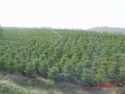 甘肅最給力云杉那里找 到甘肅中川綠化苗木基地來(lái)