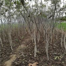 河南萬(wàn)川苗木