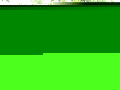 供應桂花、含笑