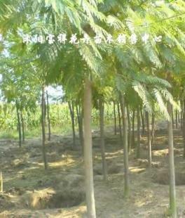 供應綠化苗木:低價出售各種合歡、銀杏、廣玉蘭等_農副產品_世界工廠網中國產品信息庫