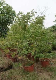 楊桃 喬木綠化苗木價格_楊桃 喬木綠化苗木廠家_世界工廠網產品信息庫