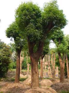 福建大小規(guī)格優(yōu)質(zhì)地栽、移栽香樟樹苗木銷售 13695986111 王先生_農(nóng)副產(chǎn)品_世界工廠網(wǎng)中國(guó)產(chǎn)品信息庫(kù)