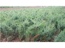 河北省定州市建衛(wèi)苗圃產品展示