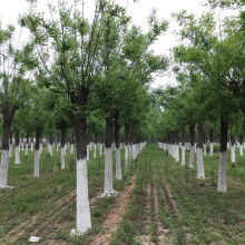 2020綠化苗木價格 報價 綠化苗木批發(fā) 第6頁 園林網