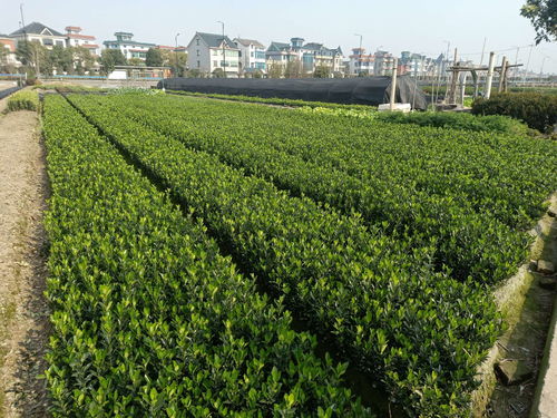 苗木求購信息597苗木網