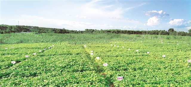 小紅薯長成富民大產業(yè) 彭水 把資源優(yōu)勢轉為產業(yè)優(yōu)勢 傾力打造 中國苕粉之都