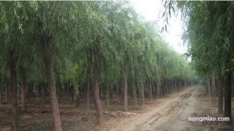 專業(yè).可靠.真實.信賴.奧森苗圃引領(lǐng)苗木風向