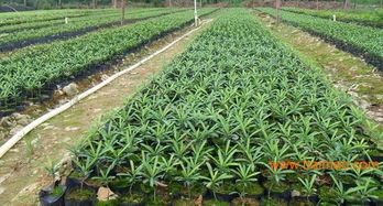 羅漢松產(chǎn)地,大羅漢松,羅漢松價格表,綠盛苗木很專業(yè),羅漢松產(chǎn)地,大羅漢松,羅漢松價格表,綠盛苗木很專業(yè)生產(chǎn)廠家,羅漢松產(chǎn)地,大羅漢松,羅漢松價格表,綠盛苗木很專業(yè)價格