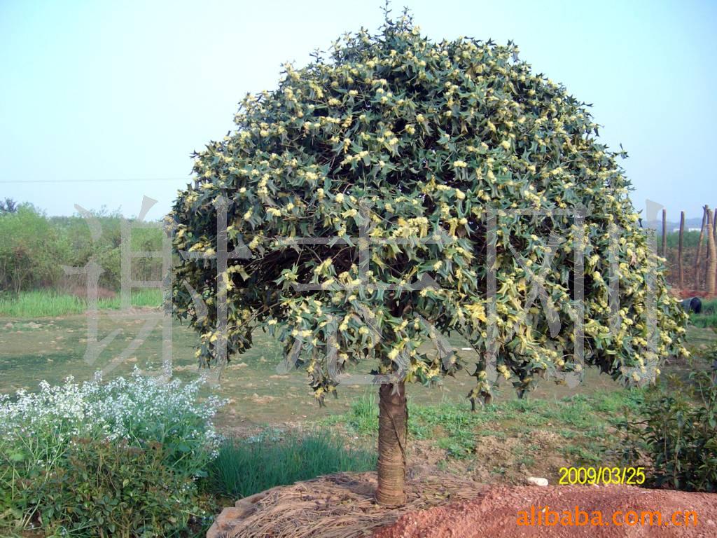 【綠化設計圖中的喬木與灌木之分】價格、產品供應,綠化設計圖中的喬木與灌木之分廠家批發-1024商務網