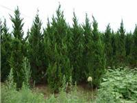 找鄢陵河南檜的苗木價格價格、圖片、詳情,上一比多_一比多產品庫